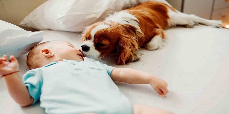 Introduce Your Dog To Your Baby