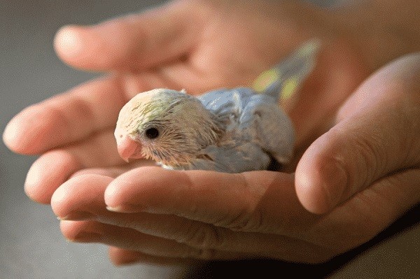 At what age can baby budgies be separated from their parents