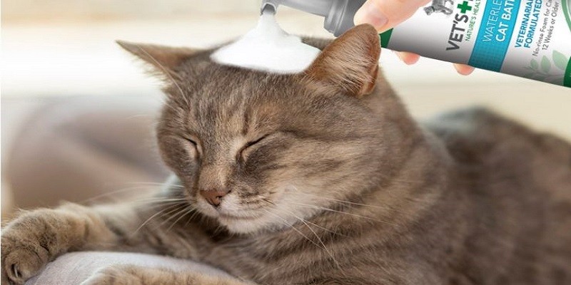 Can I Use Baby Shampoo On My Cat