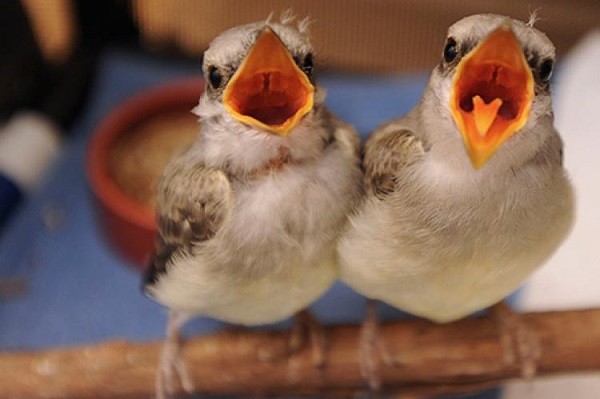 Can a baby bird go all night without eating