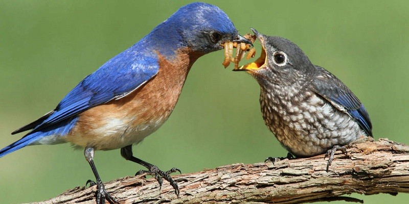 How Long Can A Baby Bird Go Without Food