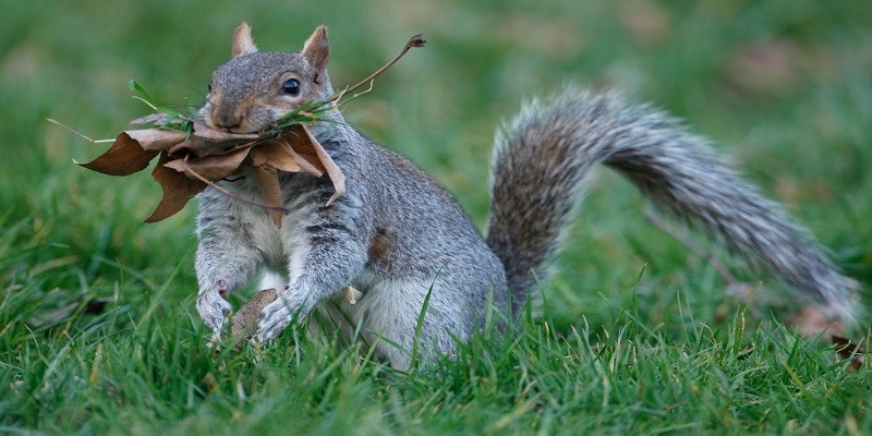 How Long Can A Baby Squirrel Go Without Eating
