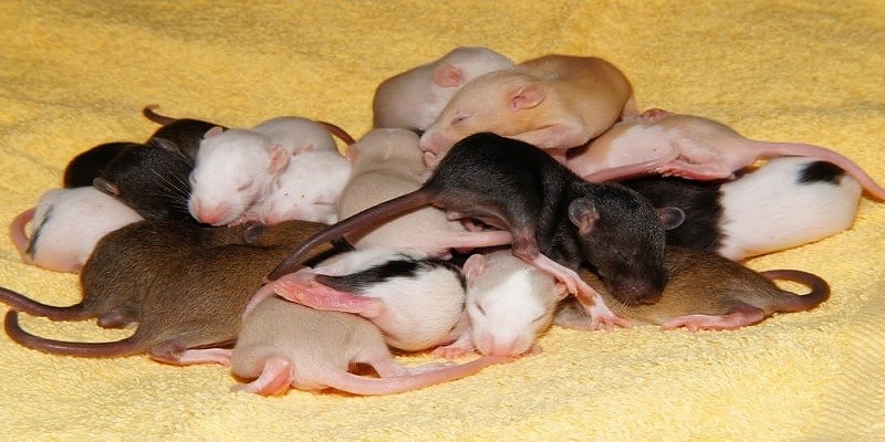 How Long Can Baby Rats Survive Without Mother?