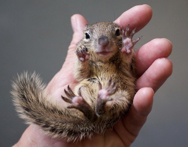 How long can baby squirrels go without formula