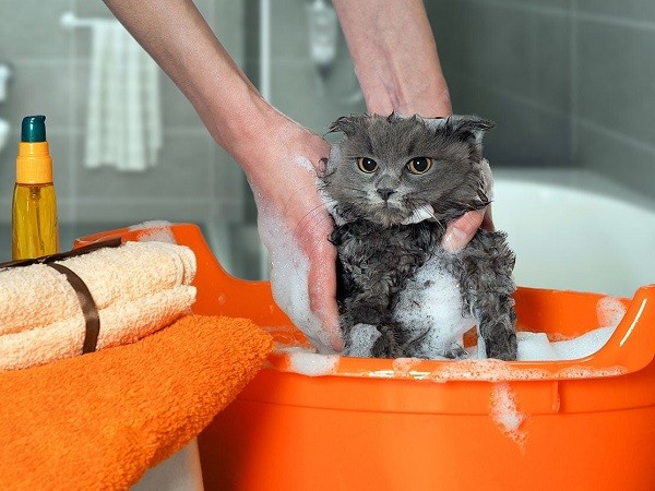 What can I use instead of cat shampoo