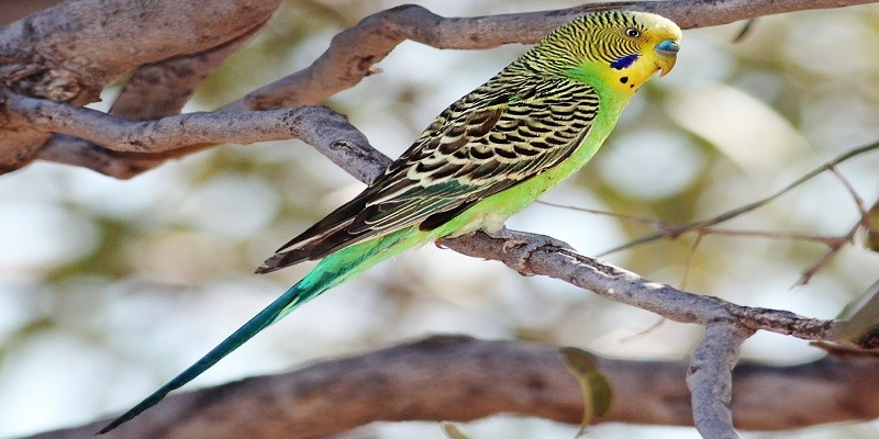 When Can Baby Budgies Be Separated From Parents?