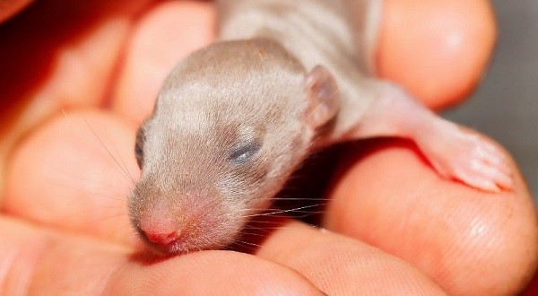 When can baby rats survive on their own