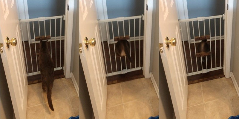 Can Cats Jump Over Baby Gates