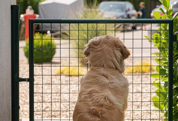 How do I get my dog to stop jumping on doors