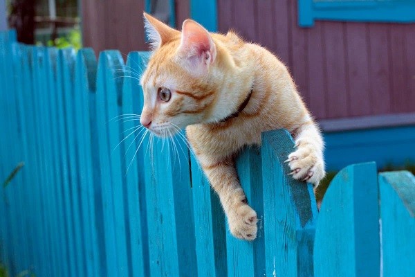 How high of a fence can a cat jump over