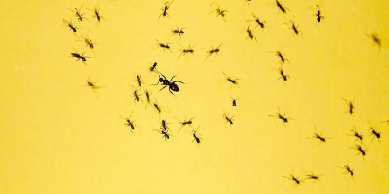 What Do Baby Ants Look Like
