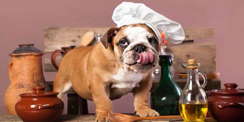 What Happens If My Dog Licks Baby Oil