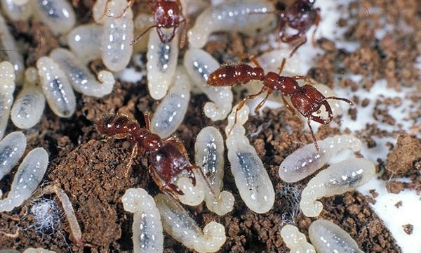 What color are newborn ants