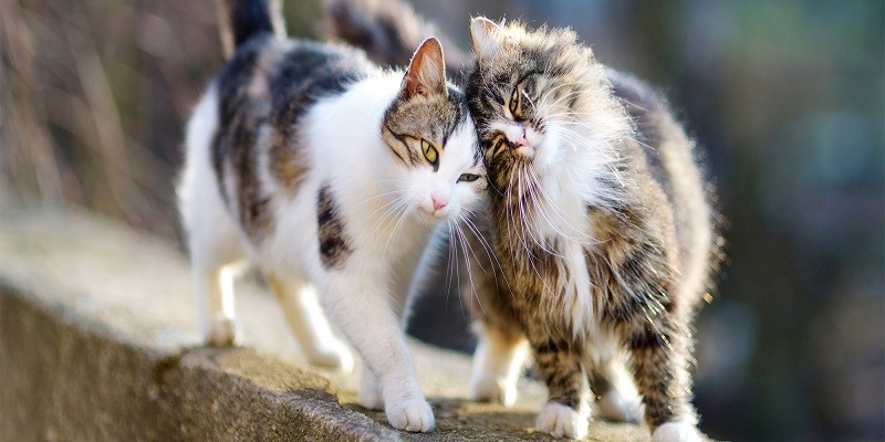 Can A Neutered Male Cat Still Get A Female Pregnant