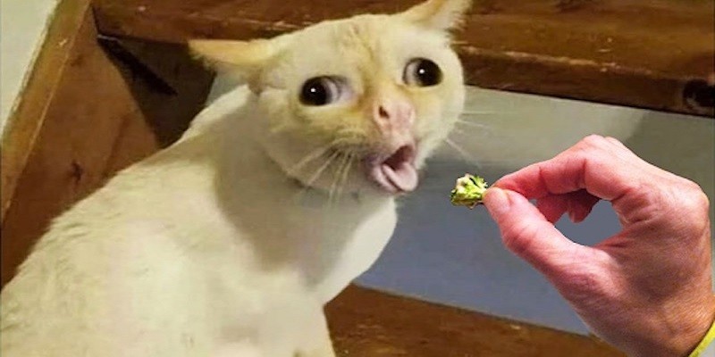 How Kids Cough Meme