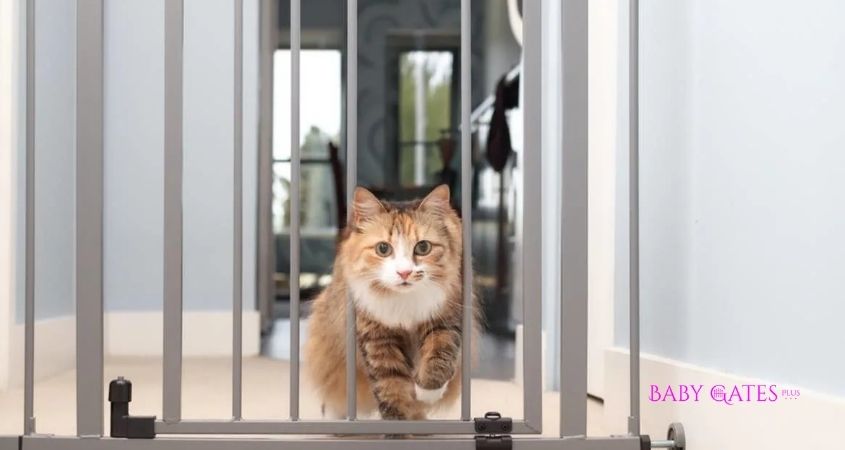 Can Cats Jump Over Baby Gates