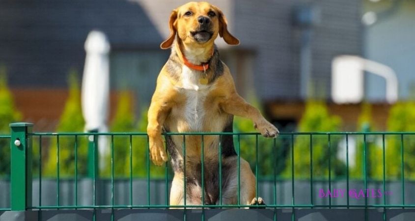 How To Stop Dog From Jumping Baby Gate