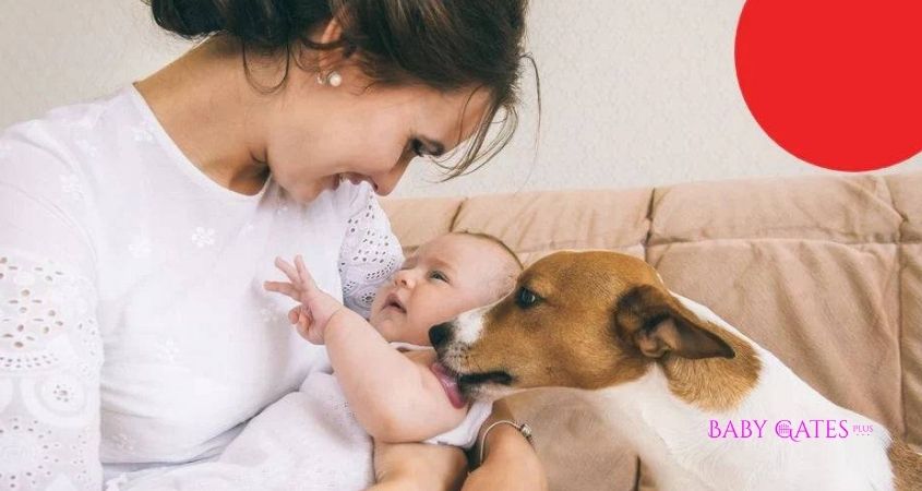 Introduce Your Dog To Your Baby What You Must Know